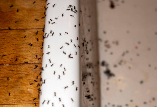 Best Termite Control Services  in Osakis, MN